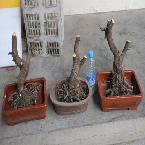 盆景树桩养护心得1