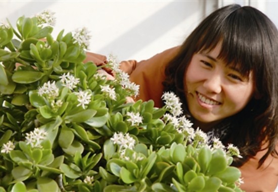 玉树花盆景养护管理方法1