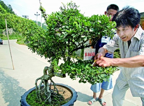 榆树盆景夏季管理技巧
