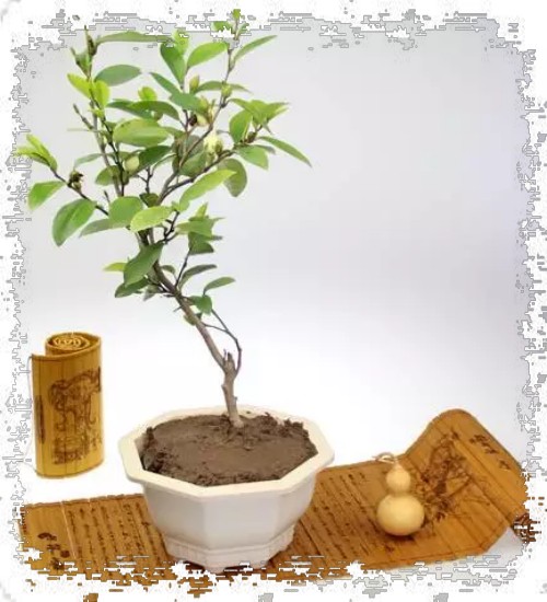 含笑花盆景的养护管理3