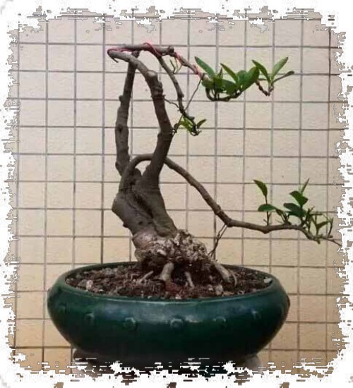 含笑花盆景的养护管理2