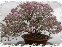 玉芙蓉盆景养护方法