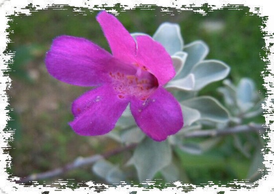 玉芙蓉盆景养护方法4