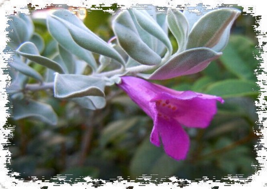 玉芙蓉盆景养护方法3