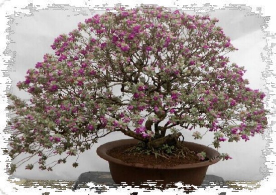 玉芙蓉盆景养护方法1