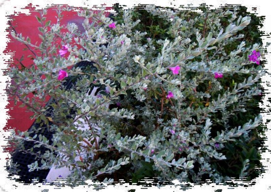 玉芙蓉盆景养护方法2