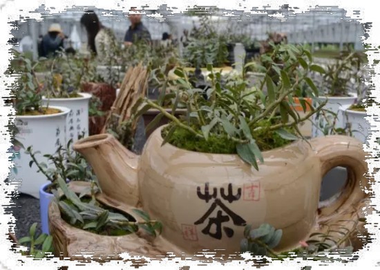 在家里怎么养铁皮石斛盆景？1