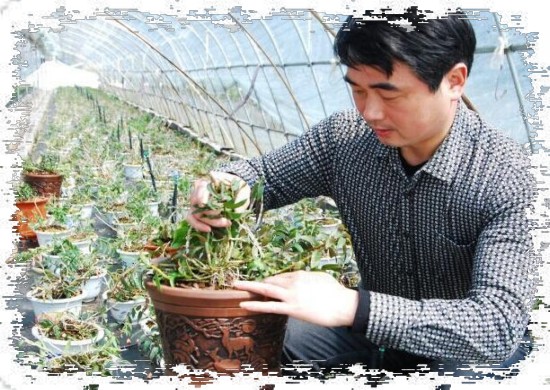 铁皮石斛盆景日常养护注意事项1