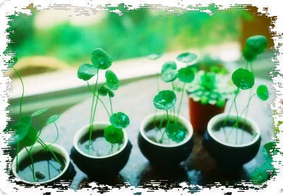 铜钱草盆景养护管理技巧4