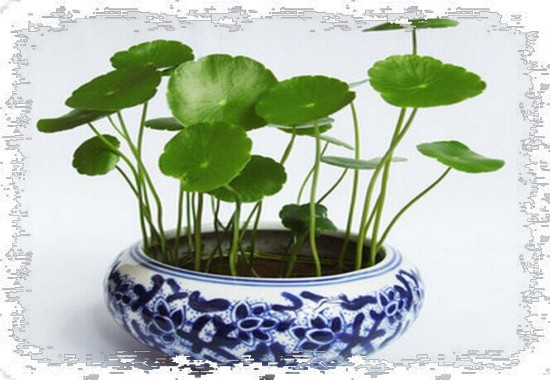 铜钱草盆景养护管理技巧5