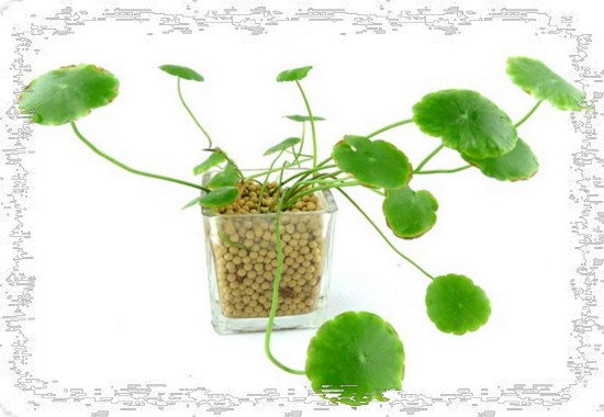 铜钱草盆景养护管理技巧8