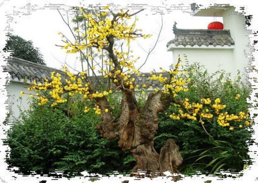 腊梅/蜡梅盆景的养护4