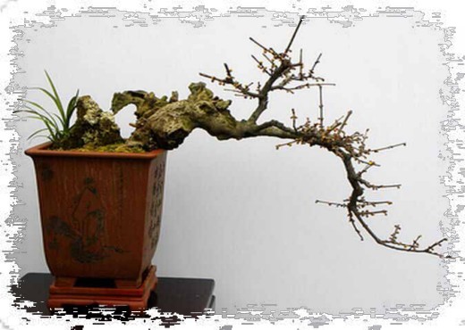 腊梅/蜡梅盆景的养护2