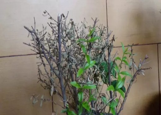拯救石榴盆景，让办公室充满生机2