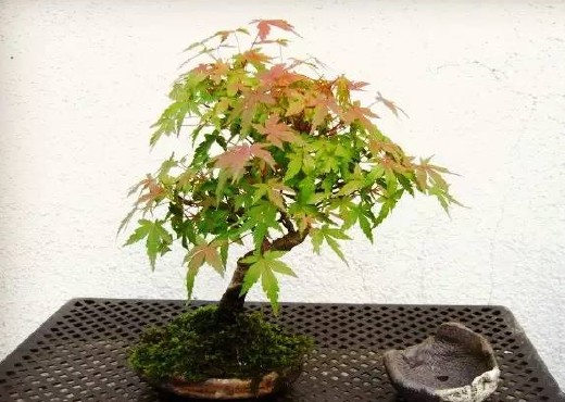 鸡爪槭盆人工养殖方法3