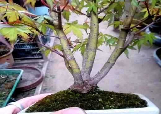 鸡爪槭盆景上盆注意事项2