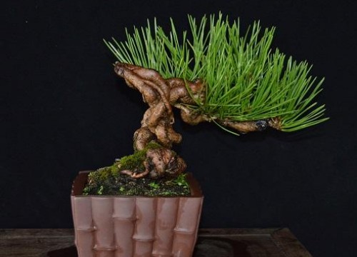 盆景摘芽方法4
