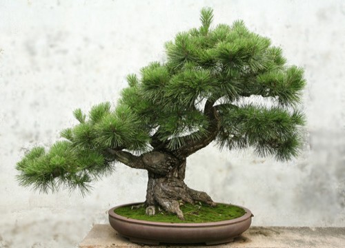盆景摘芽方法3