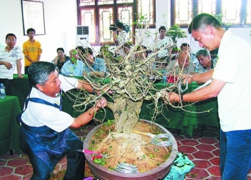 盆景摘芽方法1