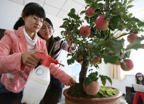 果树盆景的养护方法1