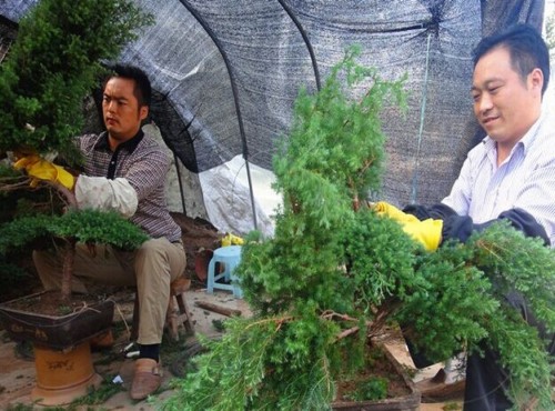 松树盆景一年四季养护管理方法