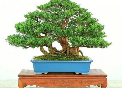 赤楠盆景成型后的养护3