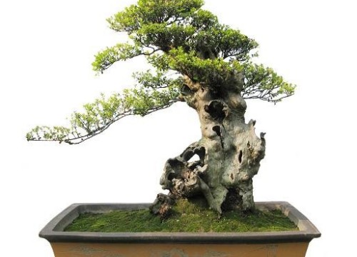 赤楠盆景成型后的养护1
