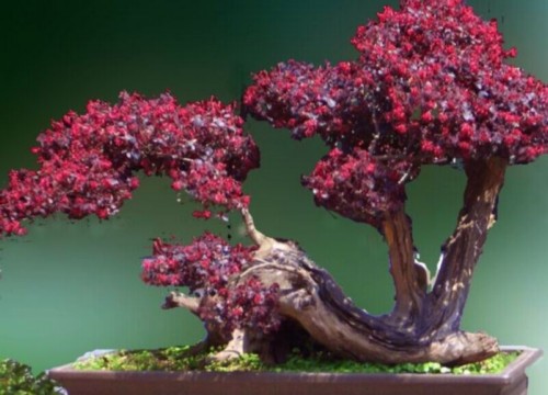 红花继木盆景养护方法2