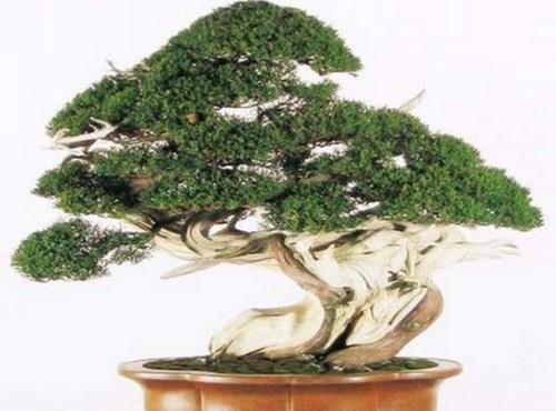 侧柏盆景的养护2