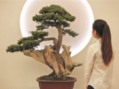 侧柏盆景的养护
