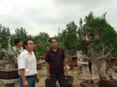 侧柏盆景养植经验分享