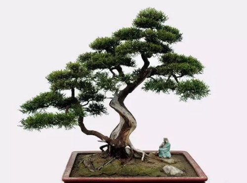 侧柏盆景养植经验分享3