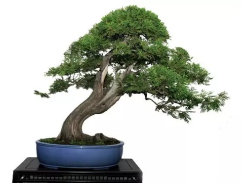 侧柏盆景养植经验分享2