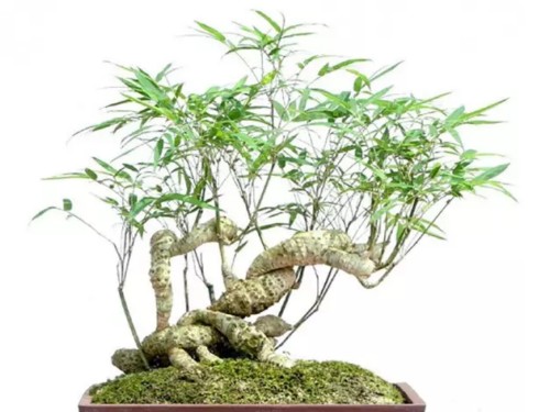 栽培盆竹的方法（技术要点）4