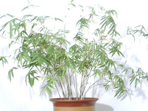 栽培盆竹的方法（技术要点）6