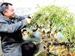 栽培盆竹的方法（技术要点）