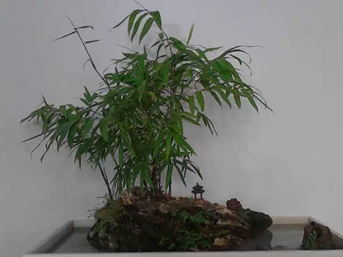 栽培盆竹的方法（技术要点）3