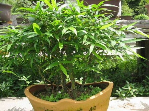 栽培盆竹的方法（技术要点）5
