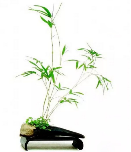 盆竹日常养护注意事项1