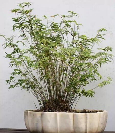 盆竹日常养护注意事项3