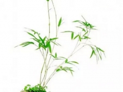 盆竹日常养护注意事项