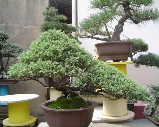 地柏盆景养护管理方法6