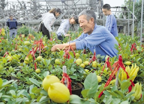 佛手盆景的养护管理3