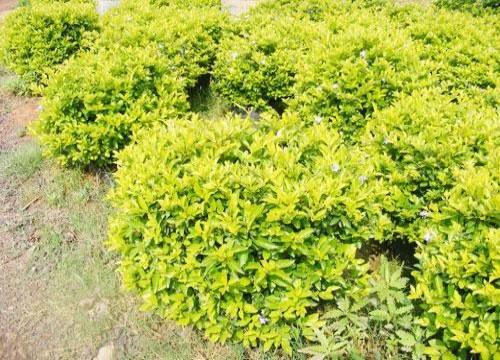 黄连木盆景翻盆换土方法1