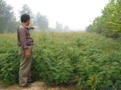 黄连木盆景的养护管理