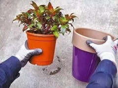 盆景花卉换盆注意事项