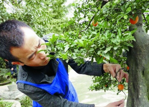 金弹子盆景管理技术1