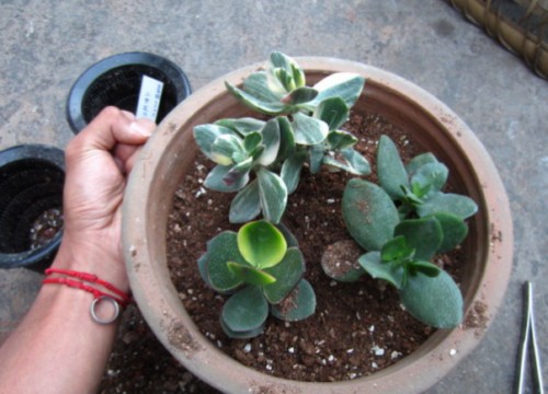 多肉植物换盆注意事项及养护管理1