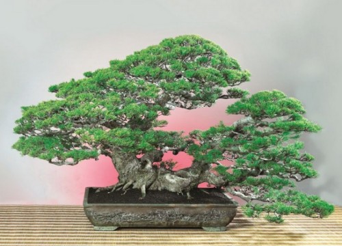 盆栽九里香养护方法3