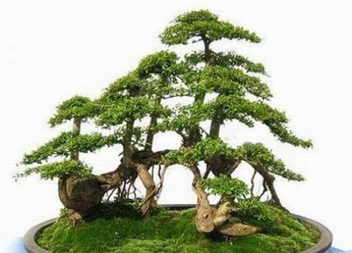 盆栽九里香养护方法4